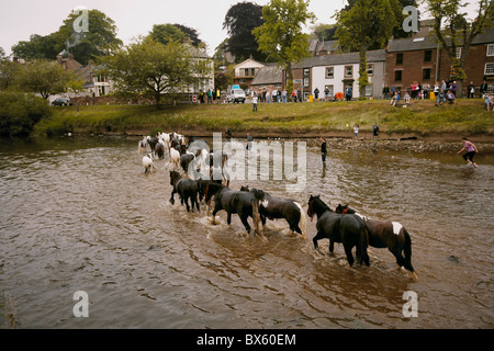 Les voyageurs tsiganes lave-chevaux dans la rivière Eden durant la foire aux chevaux, Appleby Appleby-in-Westmorland, Cumbria, Royaume-Uni Banque D'Images