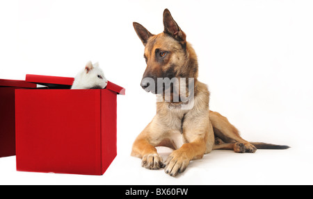 Portrait d'un chien de berger belge malinois pure race et blanc chaton Banque D'Images