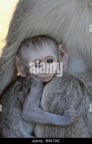 Bébé singe (Chlorocebus aethiops), Kruger National Park, Afrique du Sud, l'Afrique Banque D'Images