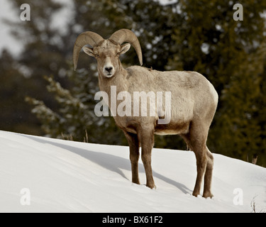 Bighorn (Ovis canadensis) ram dans la neige, Parc National de Yellowstone, Wyoming, États-Unis d'Amérique, Amérique du Nord Banque D'Images