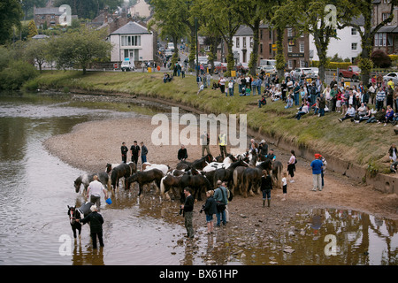 Les voyageurs tsiganes lave-chevaux dans la rivière Eden durant la foire aux chevaux, Appleby Appleby-in-Westmorland, Cumbria, Royaume-Uni Banque D'Images