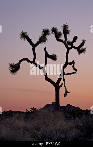 Joshua tree à l'aube, Joshua Tree National Park, Californie, États-Unis d'Amérique, Amérique du Nord Banque D'Images