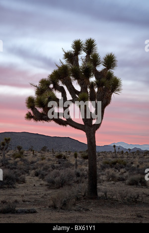Joshua tree au coucher du soleil, parc national de Joshua Tree, en Californie, États-Unis d'Amérique, Amérique du Nord Banque D'Images
