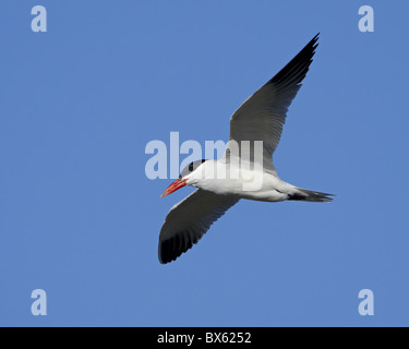 Sterne caspienne (Sterna caspia) en plumage nuptial en vol, Salton Sea, en Californie, États-Unis d'Amérique, Amérique du Nord Banque D'Images