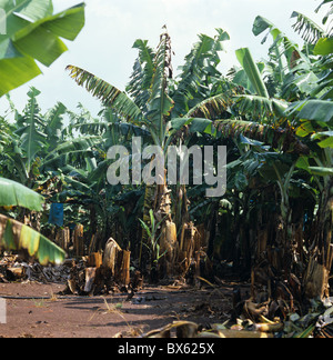 La maladie de Panama (Fusarium oxysporum) ravages dans les plantations de bananes d'Afrique du Sud Banque D'Images