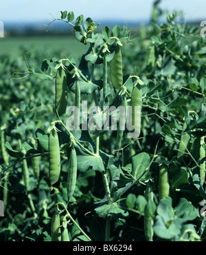 La récolte de pois pois ridés, pod à maturité variété Maro Banque D'Images