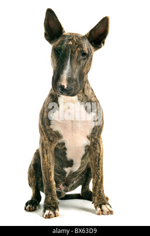 Portrait d'un marron de race bull terrier in front of white background Banque D'Images