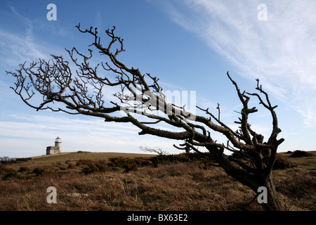 Arbre généalogique et Belle tout balayé par le phare sur Beachy Head Banque D'Images