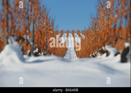 Vignes sous la neige en hiver Banque D'Images