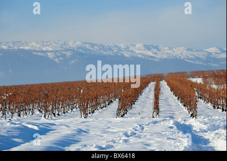 Vignes sous la neige en hiver Banque D'Images