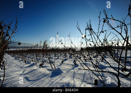 Vignes sous la neige en hiver Banque D'Images