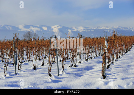 Vignes sous la neige en hiver Banque D'Images