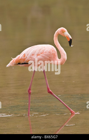 Flamant rose (Phoenicopterus ruber), Cormorant Point, l'île Santa Maria, îles Galapagos, site du patrimoine mondial de l'UNESCO, de l'Équateur Banque D'Images