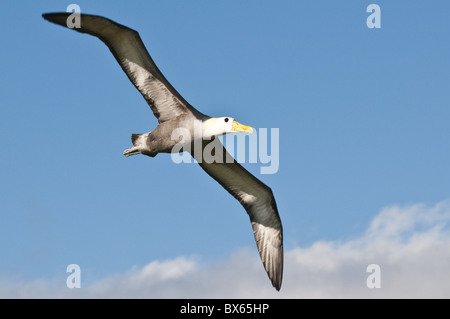 Albatros des Galapagos (Phoebastria irrorata), Suarez Point, Isla Espanola (Hood) de l'Île, Îles Galapagos, Equateur, Amérique du Sud Banque D'Images