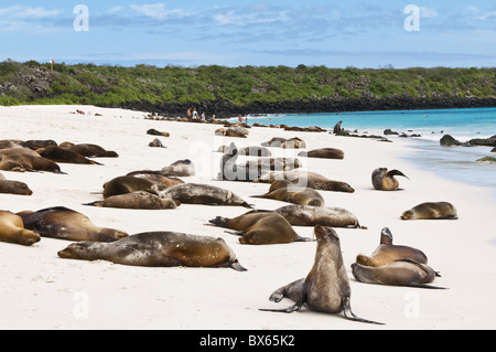 Lion de mer Galapagos (Zalophus wollebaeki), Gardner Bay, Isla Espanola, îles Galapagos, site du patrimoine mondial de l'UNESCO, de l'Équateur Banque D'Images