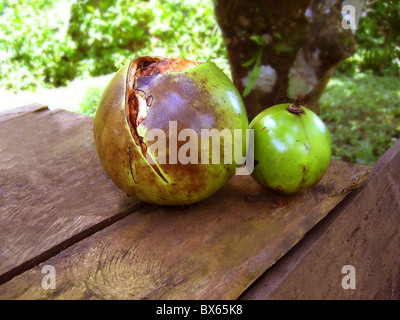 Passiflora edilus vert fruit de la passion fruit gâté pourri Banque D'Images