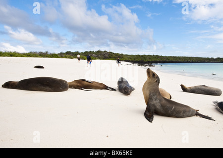 Lion de mer Galapagos (Zalophus wollebaeki), Gardner Bay, Isla Espanola, îles Galapagos, site du patrimoine mondial de l'UNESCO, de l'Équateur Banque D'Images