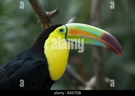 Keel-billed toucan (toucan à arc-en-ciel) (Ramphastos Sulfuratus), Macaw Mountain Bird Park, près de Copan, Honduras Banque D'Images