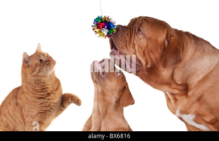 Cat et deux chiens jouant Banque D'Images