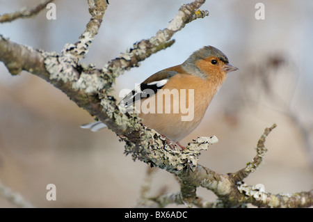 Un homme se tenait sur une branche Chaffinch Banque D'Images