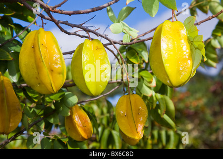 Carambolas ou caramboles (Averrhoa carambola) sur l'arbre Banque D'Images