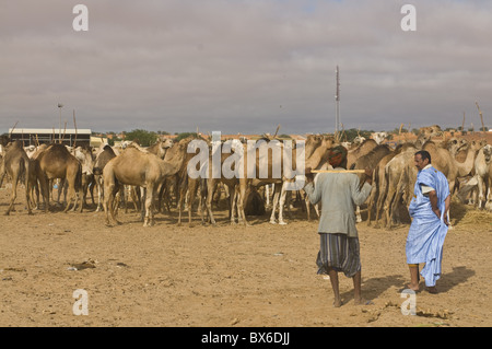 Les hommes à l'échange des chameaux marché aux chameaux, Nouakchott, Mauritanie, Afrique Banque D'Images