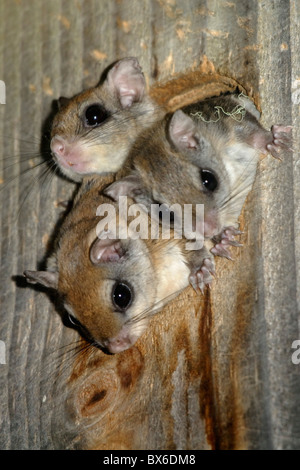 Le grand polatouche (Glaucomys sabrinus), dans la cavité Banque D'Images