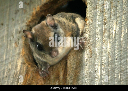 Le grand polatouche (Glaucomys sabrinus) Banque D'Images