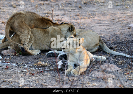 Des lionceaux qui se nourrissent de leur mère. Le Parc National Kruger, Afrique du Sud. Banque D'Images