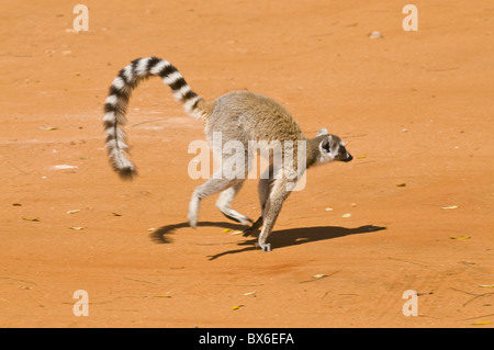 Untitled Document (Lemur catta), réserve privée de Berenty, Madagascar, Afrique Banque D'Images