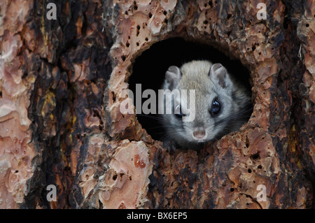 Le grand polatouche (Glaucomys sabrinus), dans la cavité Banque D'Images