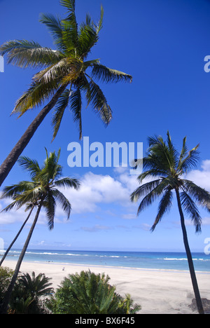 Belle plage de sable et de palmiers à Ngazidja, Grand Comore, Comores, de l'Océan Indien, l'Afrique Banque D'Images