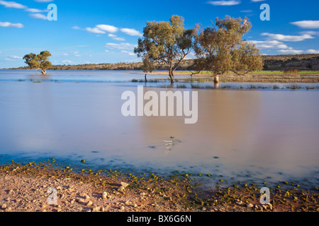 River Red Gums dans le lac normalement sec Peery Paroo Darling en parc national, White Cliffs, New South Wales Banque D'Images