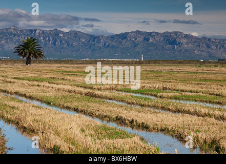 Autour de Nantes, Parc Naturel du Delta de l'Ebre, Tarragona, Espagne Banque D'Images