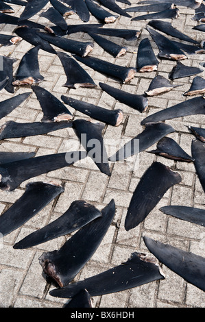 Hong Kong, 10 Décembre 2010 Plus de 1000, frais sharkfins sèchent sur Fung mat Street sur l'île de Hong Kong. Banque D'Images