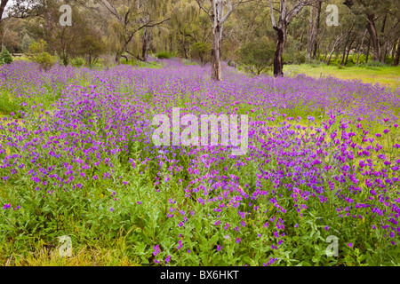 La vipérine à feuilles de plantain ou de Salut Jane fleurs dans le terrain de camping au parc national Warrumbungles, Coonabarabran, Nouvelle Galles du Sud Banque D'Images