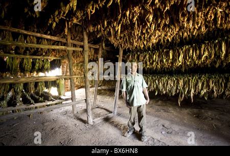 Producteur de tabac debout dans sa cabane de séchage du tabac, Vallée de Vinales, Pinar del Rio, Cuba Banque D'Images