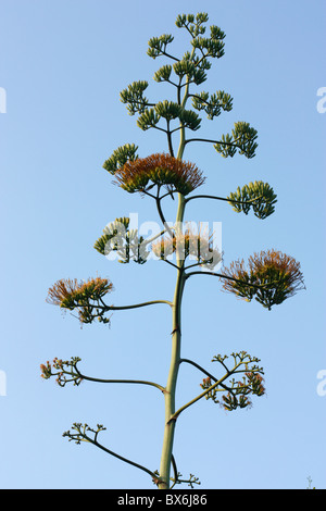 Une fleur d'agave, Tainan, Taiwan Banque D'Images