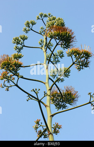 Une fleur d'agave, Tainan, Taiwan Banque D'Images