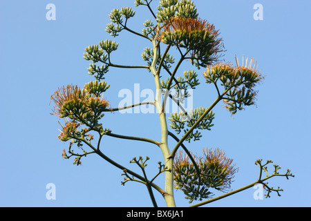 Une fleur d'agave, Tainan, Taiwan Banque D'Images