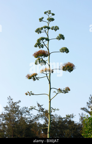 Une fleur d'agave, Tainan, Taiwan Banque D'Images