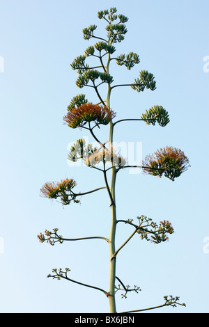 Une fleur d'agave, Tainan, Taiwan Banque D'Images