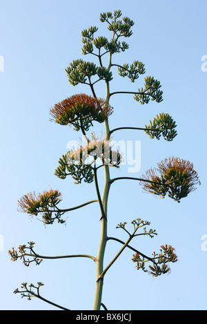 Une fleur d'agave, Tainan, Taiwan Banque D'Images