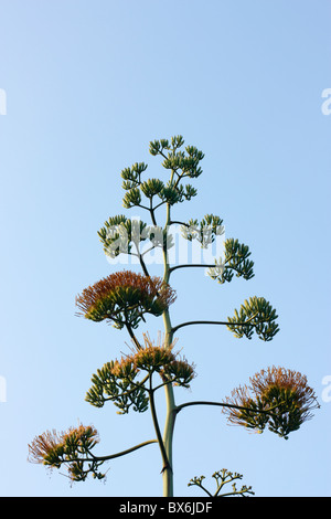 Une fleur d'agave, Tainan, Taiwan Banque D'Images