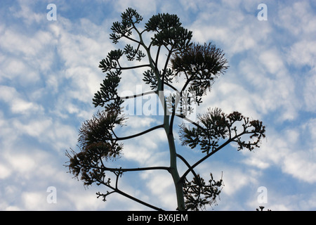 Une fleur d'agave, Tainan, Taiwan Banque D'Images