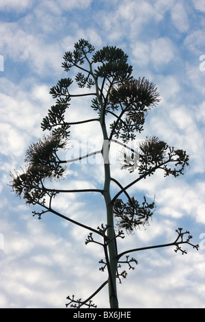 Une fleur d'agave, Tainan, Taiwan Banque D'Images