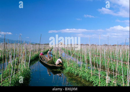 Les champs flottants de tomate, au Lac Inle, l'État de Shan, Myanmar (Birmanie), l'Asie Banque D'Images