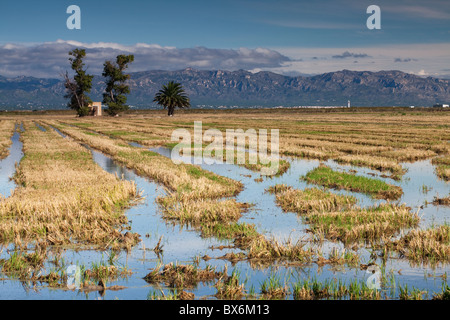 Autour de Nantes, Parc Naturel du Delta de l'Ebre, Tarragona, Espagne Banque D'Images