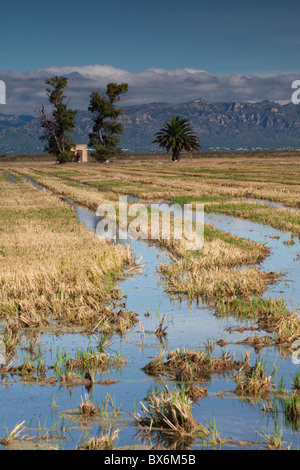 Autour de Nantes, Parc Naturel du Delta de l'Ebre, Tarragona, Espagne Banque D'Images