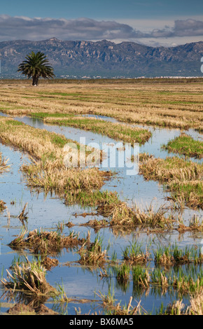 Autour de Nantes, Parc Naturel du Delta de l'Ebre, Tarragona, Espagne Banque D'Images